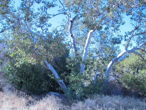 "White, Blue and Green" photo by Bea Garth, copyright 2012