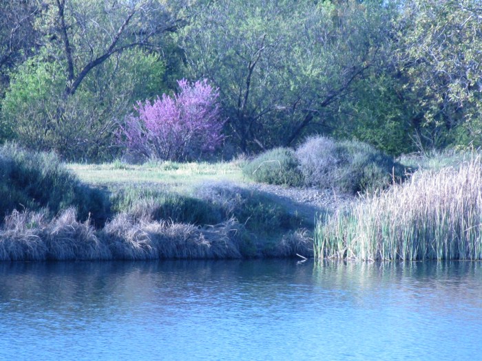 "Blue and Lavender Chorus" photo by Bea Garth, copyright 2013