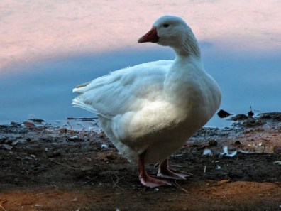 "Waterfowl 1" photo by Lara Gularte, copyright 2016