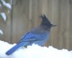 "Stellar Bluejay" photo by Lara Gularte, copyright 2017